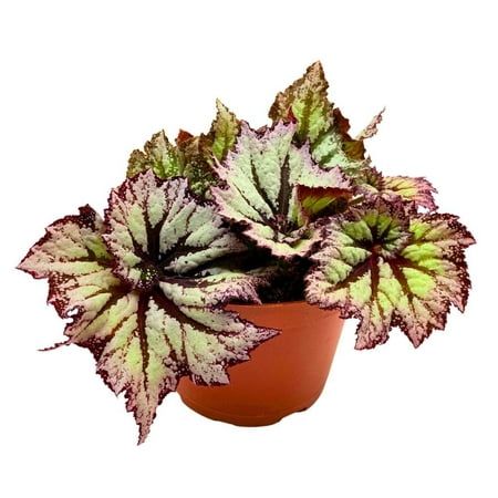 Begonia Harmony’s Starburst