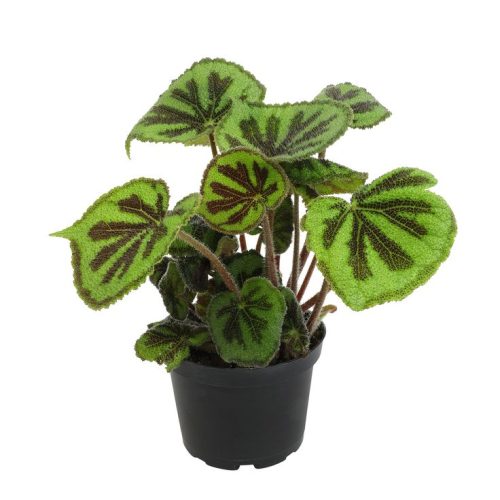 Begonia Iron Cross