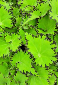 Begonia Jive Rhizomatous