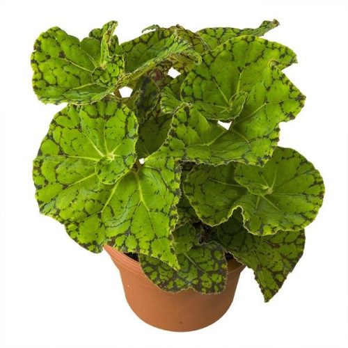 Begonia Rex Hybrid