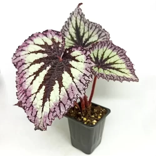 Begonia Fireworks