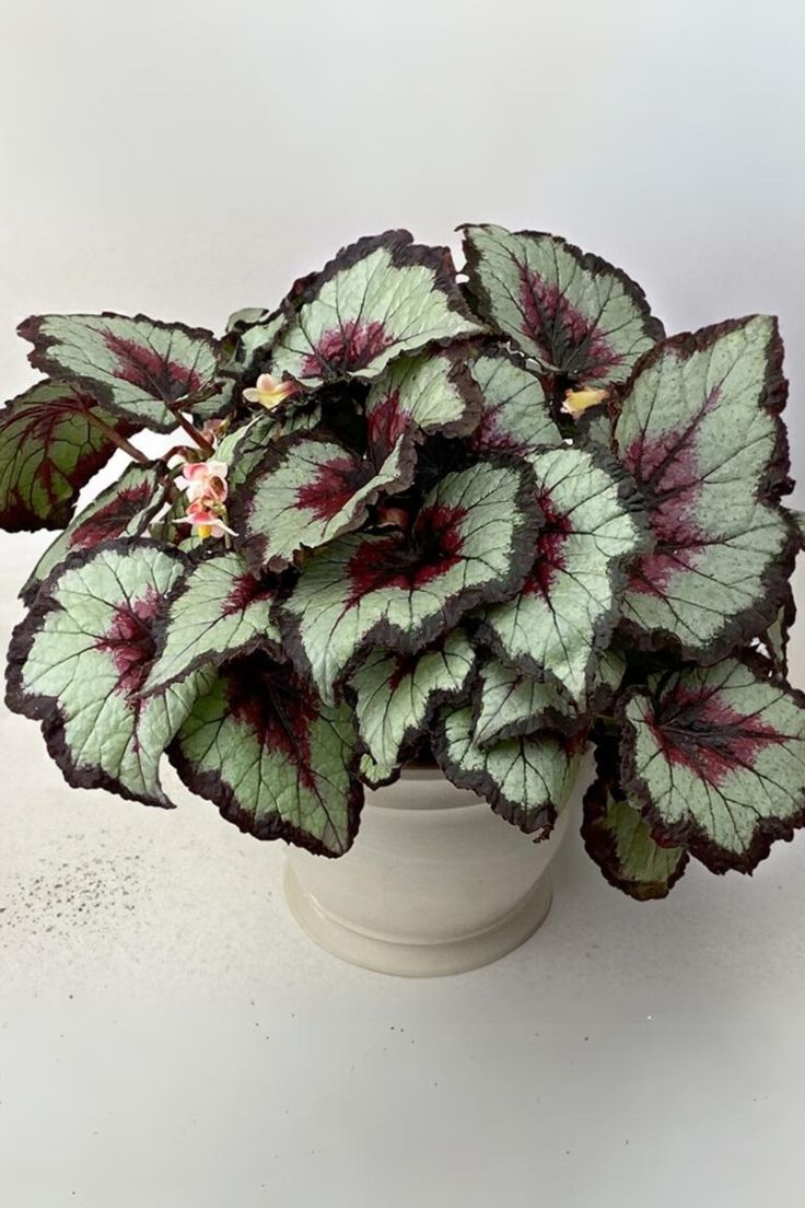 Begonia growth rate