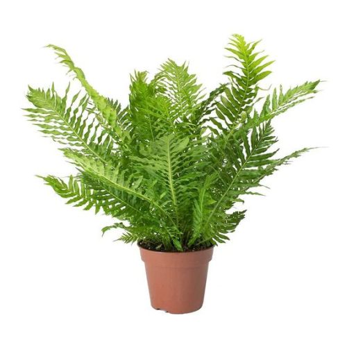 Ostrich Fern