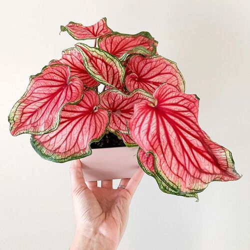 Caring for Caladium