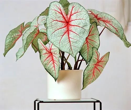 Optimal light conditions for hybrids of Caladium Pink Blush Hybrid