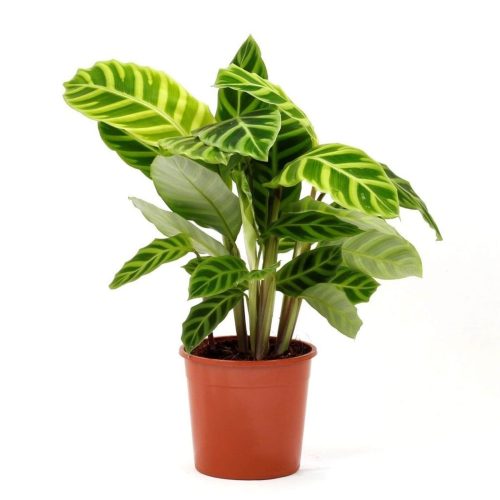 Calathea Zebrina