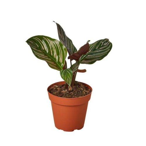 Calathea Ornata Sanderana