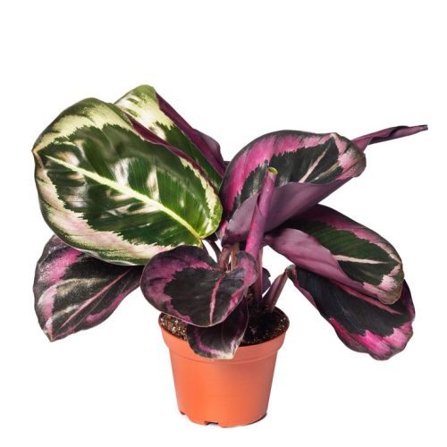 Calathea Roseopicta Little Princess