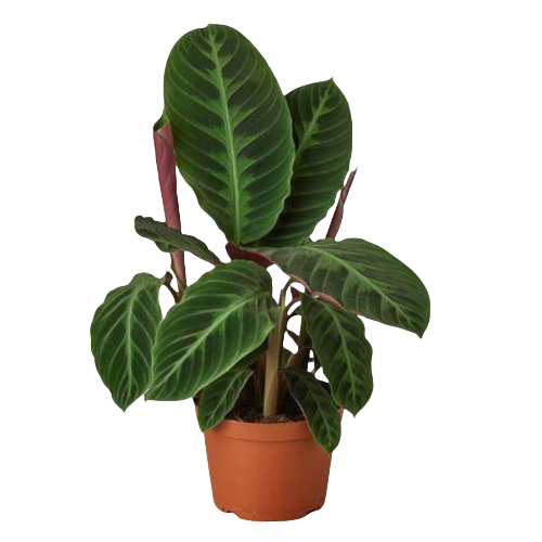 Calathea Warscewiczii