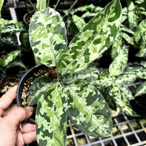 Caring for Maranta Plant