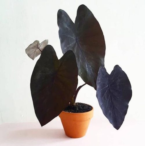 Colocasia esculenta Black Coral