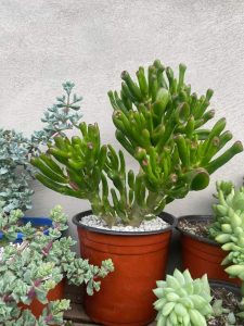 Crassula Gollum