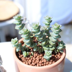 Crassula Ivory Tower