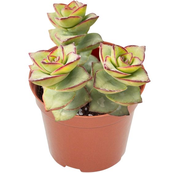 Crassula Ivory Tower