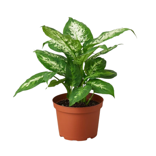 Dieffenbachia Compacta