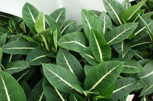 Dieffenbachia Green Magic