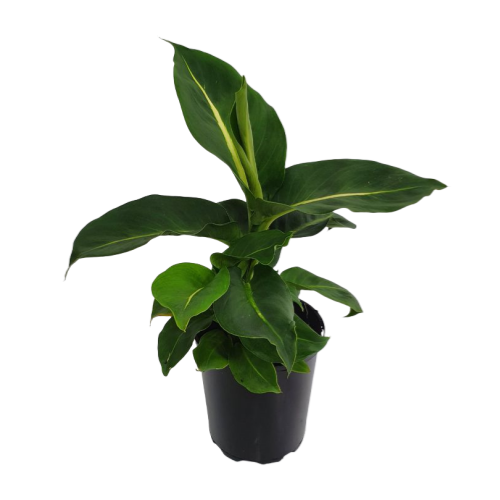 Dieffenbachia Green Magic