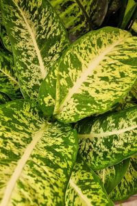 Dieffenbachia Mars