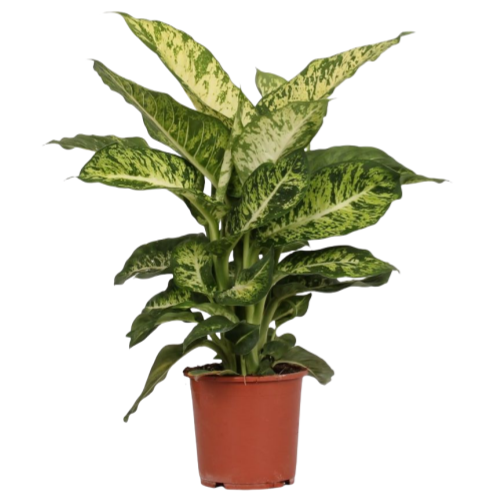 Dieffenbachia Mars