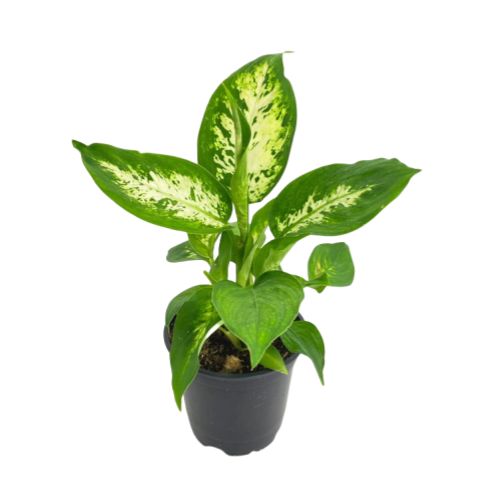 Dieffenbachia Memoria Corsii