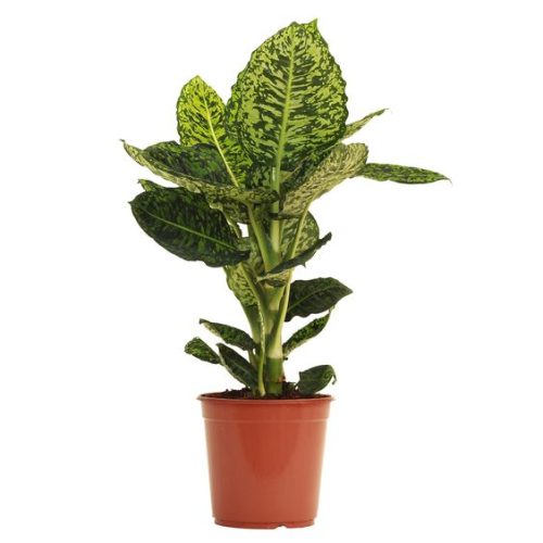 Dieffenbachia Reflector