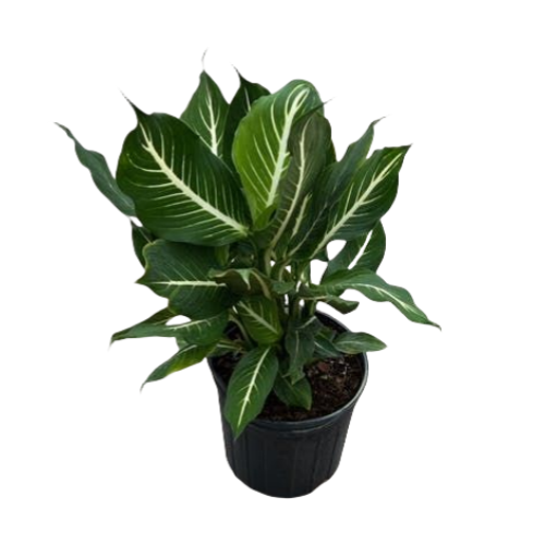 Dieffenbachia Sterling