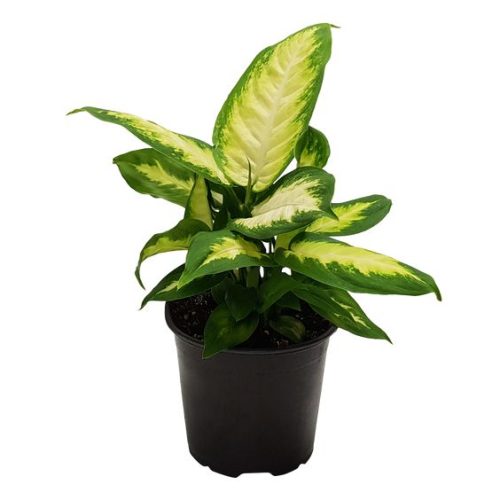 Dieffenbachia Tropical Marianne