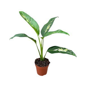  Dieffenbachia Yellow Star