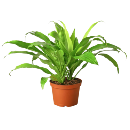 Dracaena Lemon Lime