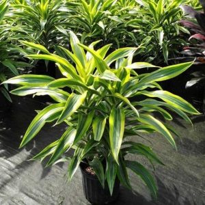 Dracaena Lemon Lime