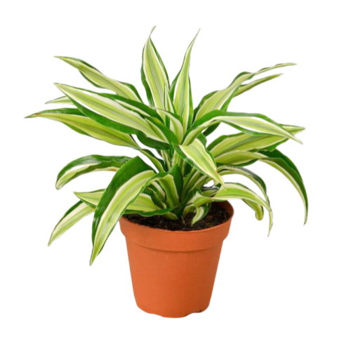 Dracaena Malaika