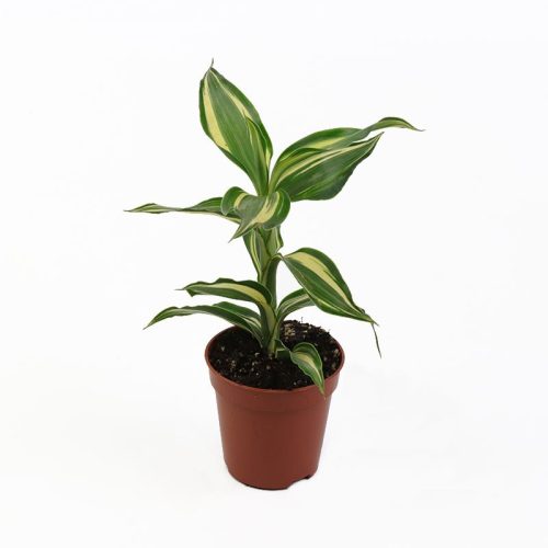 Dracaena Sanderiana