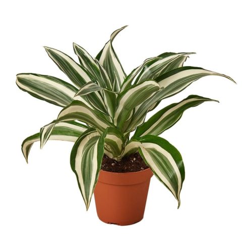 Dracaena Warneckii White Jewel