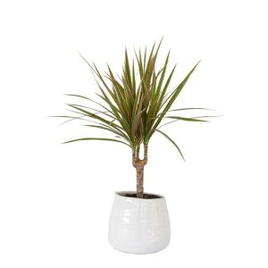 Dracaena bicolor