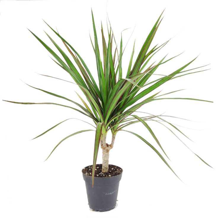 Maintenance tips for yucca in different seasons