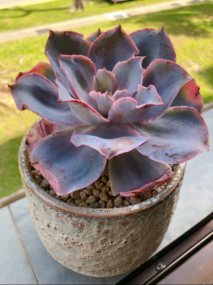 Echeveria Afterglow