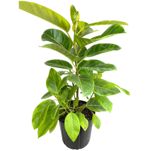 Ficus Altissima