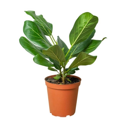 Ficus Benghalensis Audrey