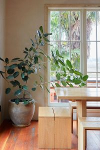 Ficus Benghalensis Audrey