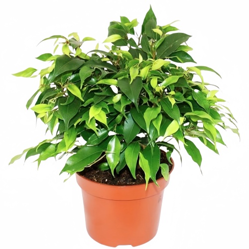 Ficus Benjamina Kinky