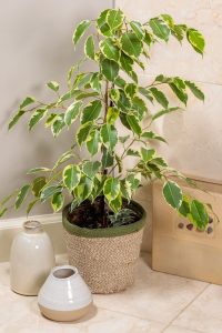 Ficus Benjamina Samantha