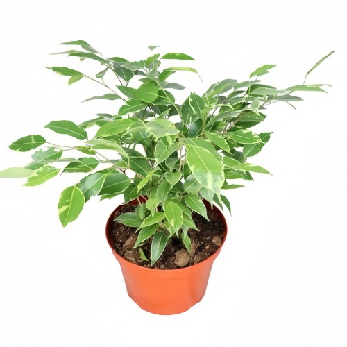 Ficus Benjamina Samantha