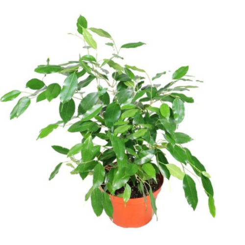 Ficus Benjamina