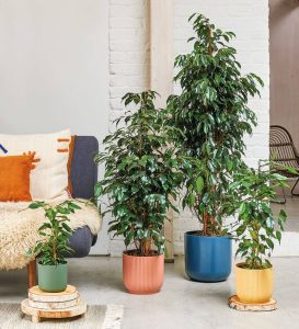 Ficus Benjamina Kinky