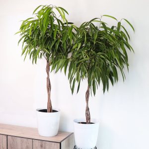 Ficus Binnendijkii Alii King