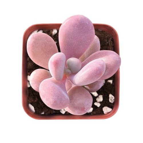 Graptopetalum Amethystinum