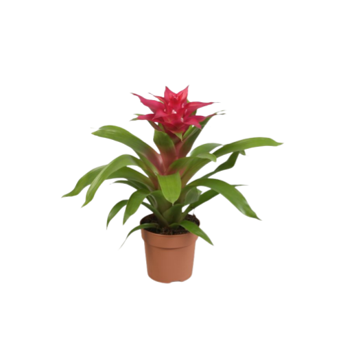 Guzmania lingulata