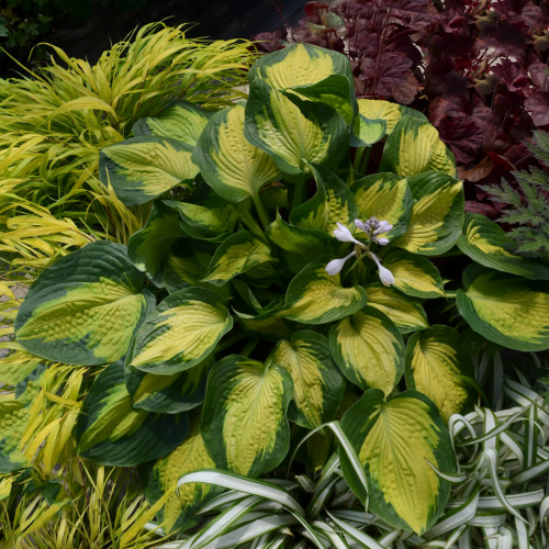 Hosta Alligator Alley