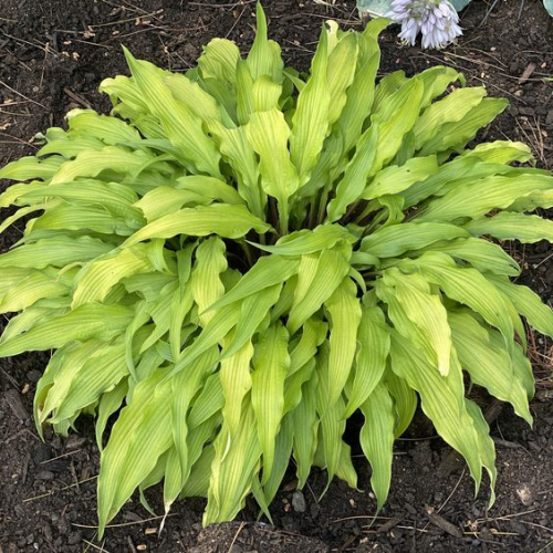 Hosta Curly Fries