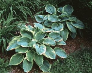 Hosta Frances Williams